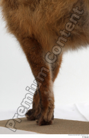  Red fox leg 0026.jpg